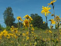 Arnica montana 46, Valkruid, Saxifraga-Hans Dekker