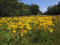 Arnica montana 48, Valkruid, Saxifraga-Hans Dekker