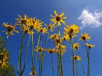 Arnica montana 49, Valkruid, Saxifraga-Hans Dekker