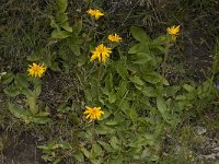 Arnica montana 5, Valkruid, Saxifraga-Willem van Kruijsbergen