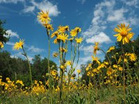 Arnica montana 50, Valkruid, Saxifraga-Hans Dekker