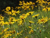 Arnica montana 51, Valkruid, Saxifraga-Hans Dekker