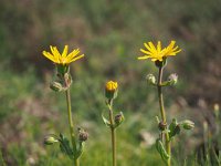 Arnica montana 52, Valkruid, Saxifraga-Hans Dekker