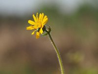 Arnica montana 53, Valkruid, Saxifraga-Hans Dekker