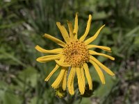 Arnica montana 55, Valkruid, Saxifraga-Willem van Kruijsbergen