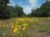 Arnica montana 56, Valkruid, Saxifraga-Hans Dekker