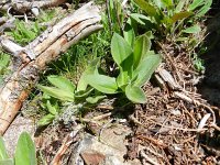 Arnica montana 57, Valkruid, Saxifraga-Rutger Barendse