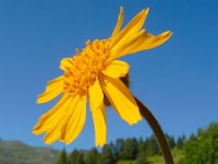 Arnica montana 59, Valkruid, Saxifraga-Ed Stikvoort