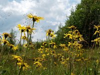 Arnica montana 6, Valkruid, Saxifraga-Hans Dekker