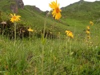 Arnica montana 60, Valkruid, Saxifraga-Ed Stikvoort