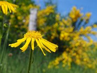 Arnica montana 64, Valkruid, Saxifraga-Mark Zekhuis