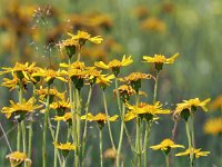 Arnica montana 66, Valkruid, Saxifraga-Mark Zekhuis