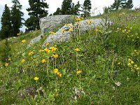 Arnica montana 69, Valkruid, Saxifraga-Luuk Vermeer