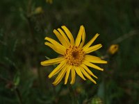 Arnica montana 7, Valkruid, Saxifraga-Hans Dekker