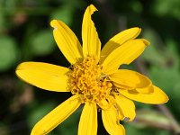 Arnica montana 72, Valkruid, Saxifraga-Sonja Bouwman  Valkruid - Arnica montana - Asteraceae familie; Haute Nendaz, Veysonnaz, Alp Trider (Zw)