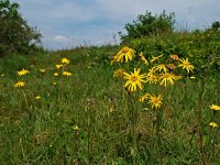 Arnica montana 8, Valkruid, Saxifraga-Hans Dekker