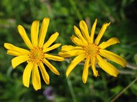 Arnica montana 9, Valkruid, Saxifraga-Jasenka Topic