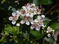 Aronia x prunifolia