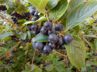 Aronia x prunifolia 15, Zwarte appelbes, Saxifraga- Peter Meininger