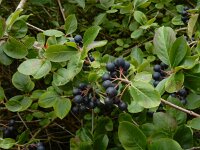Aronia x prunifolia 2, Zwarte appelbes, Saxifraga-Ed Stikvoort