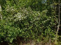 Aronia x prunifolia 3, Zwarte appelbes, Saxifraga-Ed Stikvoort