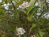 Aronia x prunifolia 6, Zwarte appelbes, Saxifraga-Ed Stikvoort