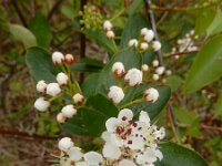 Aronia x prunifolia 8, Zwarte appelbes, Saxifraga-Ed Stikvoort