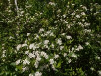 Aronia x prunifolia 9, Zwarte appelbes, Saxifraga-Ed Stikvoort
