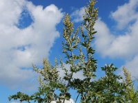 Artemisia absinthium 13, Absintalsem, Saxifraga-Ed Stikvoort