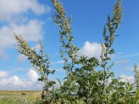 Artemisia absinthium 15, Absintalsem, Saxifraga-Ed Stikvoort