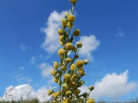 Artemisia absinthium 16, Absintalsem, Saxifraga-Ed Stikvoort