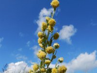 Artemisia absinthium 18, Absintalsem, Saxifraga-Ed Stikvoort