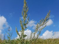 Artemisia absinthium 19, Absintalsem, Saxifraga-Ed Stikvoort