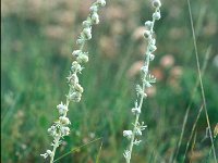 Artemisia absinthium 3, Absintalsem, Saxifraga-Piet Zomerdijk