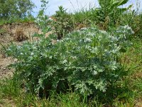 Artemisia absinthium 8, Absintalsem, Saxifraga-Ed Stikvoort