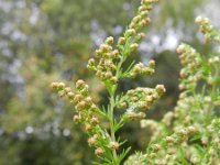 Artemisia annua 2, Saxifraga-Rutger Barendse