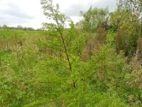 Artemisia annua 3, Saxifraga-Rutger Barendse