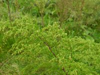 Artemisia annua 4, Saxifraga-Rutger Barendse