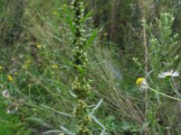 Artemisia biennis, Biennial Wormwood