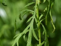 Artemisia biennis 36, Rechte alsem, Saxifraga-Sonja Bouwman  833. Rechte alsem - Artemisia biennis - Asteraceae familie (i)