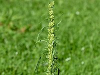 Artemisia biennis 37, Rechte alsem, Saxifraga-Sonja Bouwman  833. Rechte alsem - Artemisia biennis - Asteraceae familie (i)