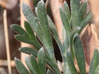 Artemisia campestris, Field Wormwood