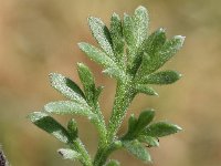 Artemisia campestris ssp maritima 10, Duinaveruit, Saxifraga-Sonja Bouwman  941. Duinaveruit - Artemisia campestris ssp. maritima - Asteraceae familie (i)