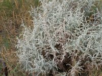 Artemisia maritima, Sea Wormwood