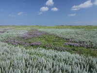 Artemisia maritima 22, Zeealsem, Saxifraga-Dirk Hilbers