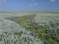 Artemisia maritima 23, Zeealsem, Saxifraga-Dirk Hilbers