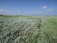 Artemisia maritima 24, Zeealsem, Saxifraga-Dirk Hilbers