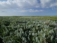 Artemisia maritima 28, Zeealsem, Saxifraga-Dirk Hilbers