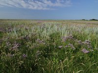 Artemisia maritima 34, Zeealsem, Saxifraga-Dirk Hilbers