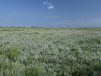 Artemisia maritima 42, Zeealsem, Saxifraga-Dirk Hilbers